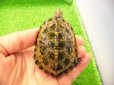 画像1: 美！　ニホンイシガメ　約６.５cm♂（尾切れ）　２ (1)