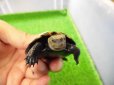 画像3: 美！　ニホンイシガメ　約６cm♂（尾切れ）　１ (3)