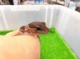 画像3: 美！　ニシアフリカトカゲモドキ（ワイルド完尾）　約１３cm♀　２ (3)
