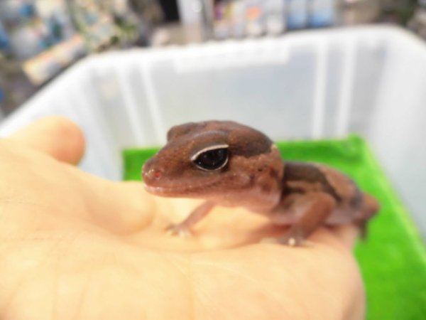 画像2: 美！　ニシアフリカトカゲモドキ（ワイルド完尾）　約１３cm♀　２