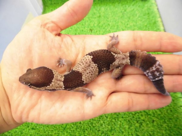 画像1: 美！　ニシアフリカトカゲモドキ（ワイルド完尾）　約１４cm♂　１