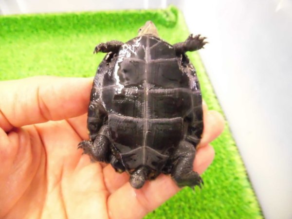 画像4: 美！　ニホンイシガメ　約６.５cm♂（尾切れ）　２