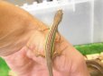 画像4: 美！　キタカナヘビ　頭胴長約９cm　♂　１ (4)
