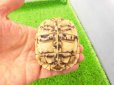 画像7: 美！　ヒョウモンリクガメ　約６.５cm　１