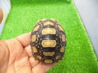 美！　ヒョウモンリクガメ　約６.５cm　１