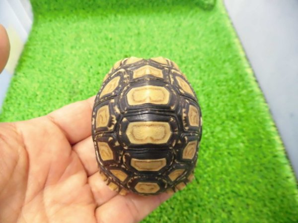 画像1: 美！　ヒョウモンリクガメ　約６.５cm　１