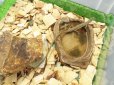 画像5: 美！　キタカナヘビ　頭胴長約９cm　♂　１ (5)