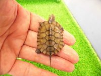 美！　ヤエヤマイシガメ　約３.５ｃｍ　１