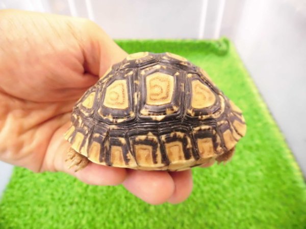 画像2: 美！　ヒョウモンリクガメ　約６.５cm　１