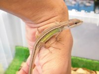 美！　キタカナヘビ　頭胴長約９cm　♂　１
