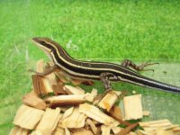美！　イツスジマブヤ　約１４cm♀　１