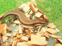 美！　イツスジマブヤ　約１４cm♂　２