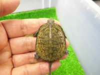 美！　ニホンイシガメ（セレクト個体）　約４cm　１