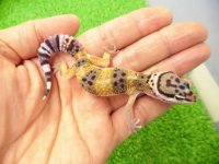 美！　ハイイエロー（ヒョウモントカゲモドキ）　約１０cm　１