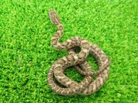 美！　アオダイショウ（ベビー）　約２５cm　１