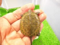 美！　ニホンイシガメ（セレクト個体）　約４cm　２