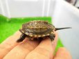 画像3: 美! クサガメ(ヘテロパステルアルビノ) 約3.5cm 1 (3)
