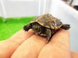 画像4: 美! クサガメ(ヘテロパステルアルビノ) 約3.5cm 1 (4)
