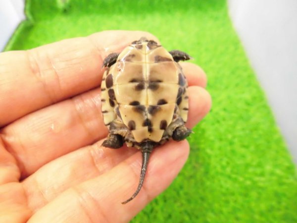 画像5: 美! クサガメ(ヘテロパステルアルビノ) 約3.5cm 1