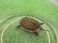 画像6: 美! クサガメ(ヘテロパステルアルビノ) 約3.5cm 1 (6)