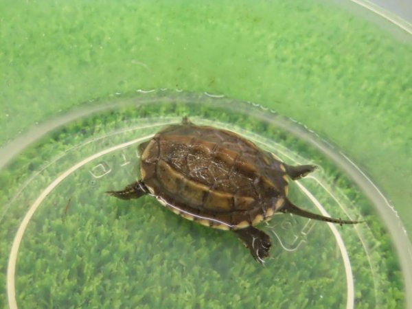 画像6: 美! クサガメ(ヘテロパステルアルビノ) 約3.5cm 1