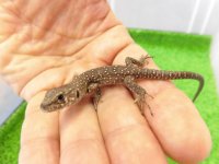 美！　ホウセキカナヘビ（ＣＢベビー）　約１２cm　１