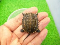 美！　クサガメ（ヘテロパステルアルビノ）　約３.５cm　１