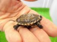 画像2: 美! クサガメ(ヘテロパステルアルビノ) 約3.5cm 1 (2)