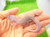 美！　ブリザード（ヒョウモントカゲモドキ）　約１０cm　１