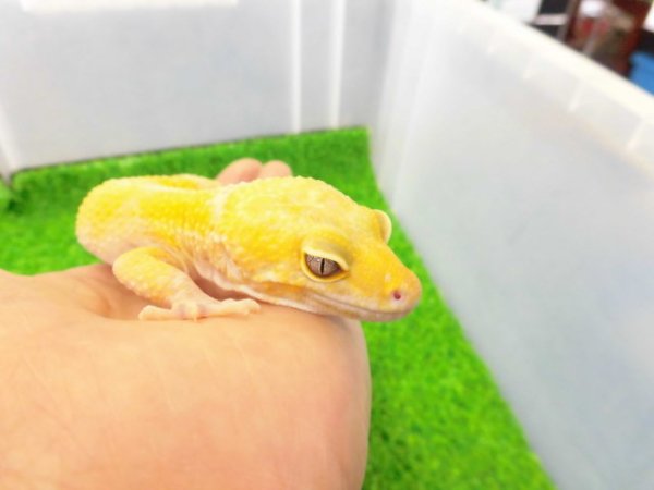 画像2: 美！　トレンパーアルビノ（ヒョウモントカゲモドキ）　約２０cm♂　１