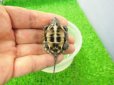 画像4: 美！　クサガメ（ヘテロラベンダーアルビノ）　約３.５cm　１ (4)