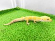 画像5: 美！　トレンパーアルビノ（ヒョウモントカゲモドキ）　約２０cm♂　１ (5)