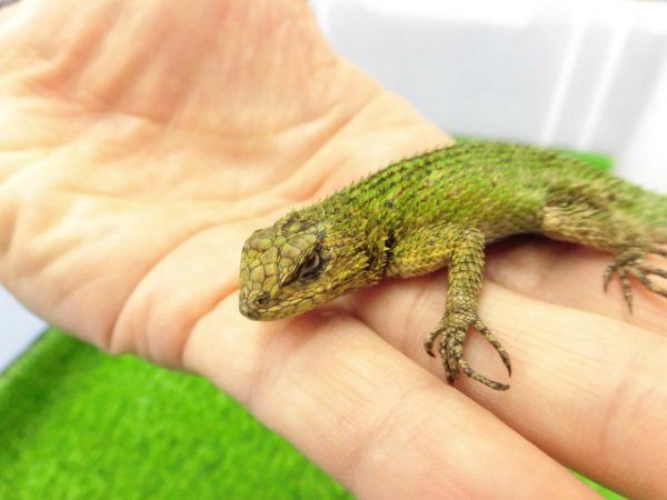 画像1: 美！　マラカイトハリトカゲ　約１３cm♂　１