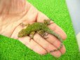 画像2: 美！　マラカイトハリトカゲ　約１３cm♂　１ (2)