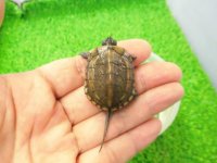 美！　クサガメ（ヘテロラベンダーアルビノ）　約３.５cm　１