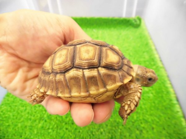 画像2: 美！　ケヅメリクガメＣＢ　　約６.５ｃｍ　１