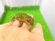 画像4: 美！　マラカイトハリトカゲ　約１３cm♂　１ (4)