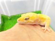 画像3: 美！　トレンパーアルビノ（ヒョウモントカゲモドキ）　約２０cm♂　１ (3)
