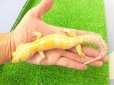 画像1: 美！　トレンパーアルビノ（ヒョウモントカゲモドキ）　約２０cm♂　１ (1)