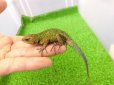 画像3: 美！　マラカイトハリトカゲ　約１３cm♂　１ (3)