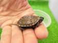 画像2: 美！　クサガメ（ヘテロラベンダーアルビノ）　約３.５cm　１ (2)
