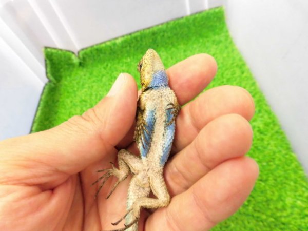 画像5: 美！　マラカイトハリトカゲ　約１３cm♂　１