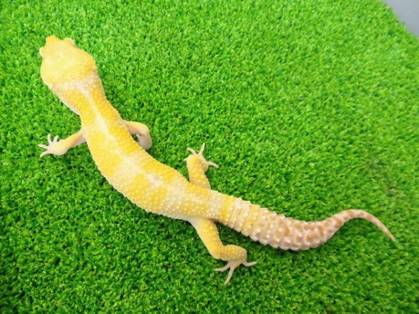 画像4: 美！　トレンパーアルビノ（ヒョウモントカゲモドキ）　約２０cm♂　１