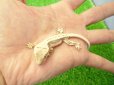 画像3: 美！　クレステッドゲッコー（リリーホワイト）　約９cm １ (3)