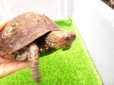 画像5: 美！　マンヤマガメ（アカスジヤマガメ）　約１３cm♀　１