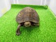 画像7: 美！　マンヤマガメ（アカスジヤマガメ）　約１３cm♀　１