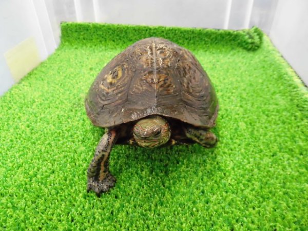 画像7: 美! マンヤマガメ(アカスジヤマガメ) 約13cm♀ 1