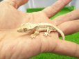 画像1: 美！　クレステッドゲッコー（リリーホワイト）　約９cm １ (1)