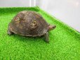 画像8: 美！　マンヤマガメ（アカスジヤマガメ）　約１３cm♀　１