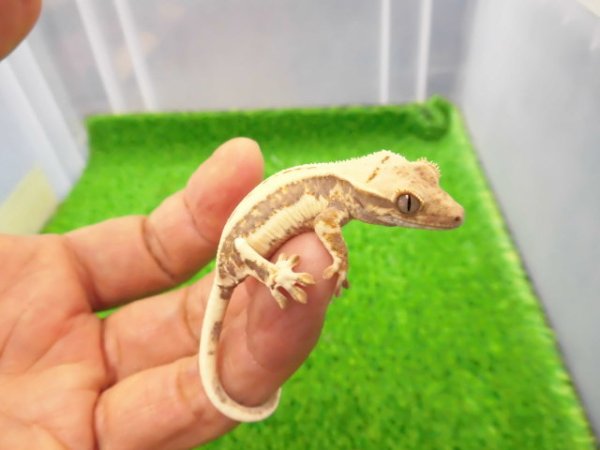 画像2: 美！　クレステッドゲッコー（リリーホワイト）　約９cm １